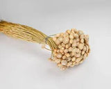Dried Diamond Button Flowers Single Bunch