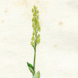 Sowerby Original Antique 1840 Hand coloured Engraving   Vintage Botanical Print from English Botany   Orchid print   Malaxis  1221