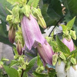 Korean Bellflower Seeds - Campanula takesimana
