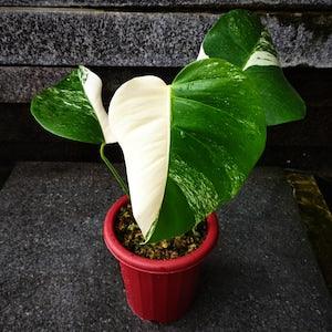 Monstera Halfmoon Albo Variegated | Fully Rooted Monstera Variegated Rare House Plants | Wholesales Plant