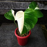 Monstera Halfmoon Albo Variegated | Fully Rooted Monstera Variegated Rare House Plants | Wholesales Plant