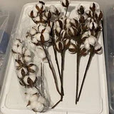 Natural White Cotton Stem Flower Cotton Boll Branch Vase Display Decor 5 Pieces