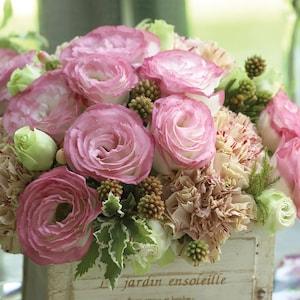 15 seeds Lovely F1 Pink Picotee  Lisianthus