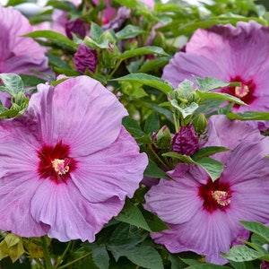 Rose of Sharon. Bright Lilac colour. Perennials. 30 seeds.