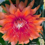 1 unrooted cutting/ leaf/ stem Super Rare Hot  Hedgehog Epiphyllum Orchid Cactus 6-8???