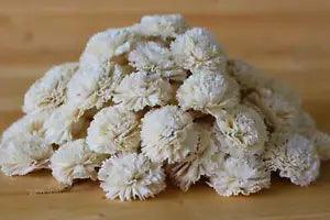 Wholesale/Bulk Sola Carnations 2"