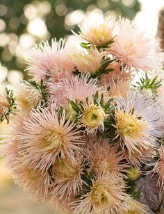 50+ seeds lovely Valkyrie Chamois Apricot Needle China Asters Flower Delivery