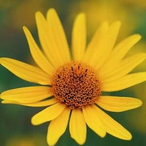 Helianthus. Perennial Sunflowers ?? Happy Day?? . Pollinators garden. 20 seeds.