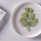 12PCS Real Pressed Dry Dawn Redwood Leaves, Floral Supply for art craft FSS15