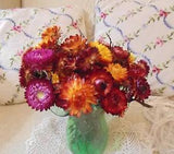 Dried Flower Everlastings Bundle 30 Stems Strawflowers Bouquets Fall Colors