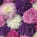 100+ China Aster Double Peony King Size  Mixed SEEDS Callistephus chinensis cut flower bouquet  Dizzy Bees Urban Garden combined shipping