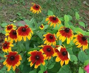 300+Native Perennial Large Daisy Seeds(Rudbeckia Hirta Gloriosa)Gold,Orange,Red.