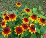 300+Native Perennial Large Daisy Seeds(Rudbeckia Hirta Gloriosa)Gold,Orange,Red.