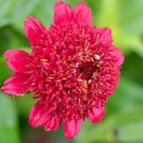 GIANT Sangria Cupcakes ZINNIA SEEDS cut flower bouquet Dizzy Bees Urban Garden *combined shipping*