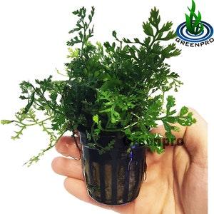Bolbitis Difformis Baby Leaf Fern Potted Live Aquarium Plants for Freshwater Fish Tank by Greenpro