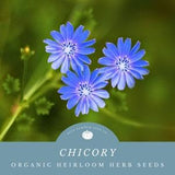 Chicory Seeds: Organic Seeds for Vibrant Blooms and Versatile Culinary Uses-Make Chicory Coffee