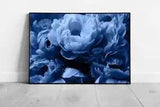 Beautiful Stormy Dusky Blue Toned Peony Rose Flowers Delicate Floral