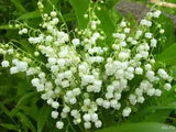 Lily of the Valley (Convallaria majalis) fragrant - 10 roots,bare root plants