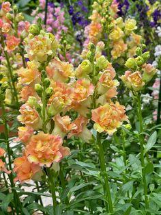 From Delicate Seedlings to Radiant Blooms: Hardening Off Seedlings for Your Cutting Garden Flower Delivery