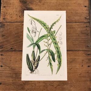 Ivory Coast Orchid, Original Hand Colored Antique Print, 1843 Curtis Botanical Engraving