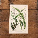 Ivory Coast Orchid, Original Hand Colored Antique Print, 1843 Curtis Botanical Engraving