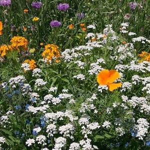 Mixed Wildflower Hummingbird Seeds - Mixed with Vermiculite-Lots of Beautiful and Colorful Flower Mixture to attract Birds and Butterflies