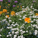 Mixed Wildflower Hummingbird Seeds - Mixed with Vermiculite-Lots of Beautiful and Colorful Flower Mixture to attract Birds and Butterflies