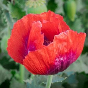 Giant Red Poppy 200+ Seeds edible seeds ??papaver somniferum?? huge heads cut flower bouquet florist Dizzy Bees Urban Garden
