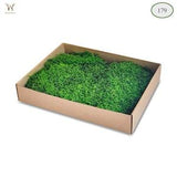 5 kg (11 Lb) box Preserved Flat Sheet Moss /Wholesale Decorative Scandinavian Moss/Covering Soil and Dressing Potted Plant - Moss Art Wall