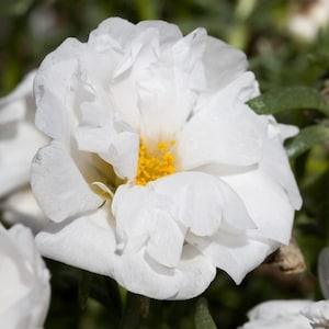 100+ White Moss Rose Fresh Flower Seeds- WHITE PORTULACA GRANDIFLORA  ----B189