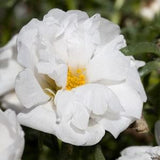 100+ White Moss Rose Fresh Flower Seeds- WHITE PORTULACA GRANDIFLORA  ----B189