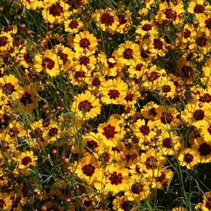 Plains Coreopsis Seeds - Annual Flower Seeds