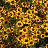 Plains Coreopsis Seeds - Annual Flower Seeds