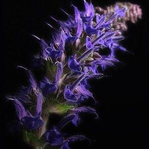Dark Foliage SALVIA PURPLE VOLCANO Perennial Sage Red-Leaves Lyrata Low Ground Cover Compact 10 Seeds