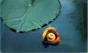 Postcard Flower Plant - Bullhead Lily