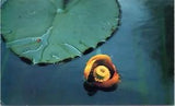 Postcard Flower Plant - Bullhead Lily