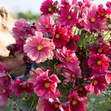 Rubenza COSMOS SEEDS cut flower bouquet florist wedding bouquet from Dizzy Bees Urban Garden