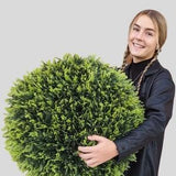 23" Size XL Cypress Topiary Ball