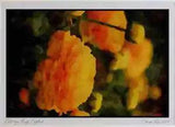 Wild Flowers Plants 013101 Yellow Peonies Ltd Ed A3 Watercolour Print