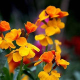 Orange Siberian Wallflower Seeds Canada, Cheiranthus Allionii, Perennial Zone 3-9, Wall Flower Wildflower, Spring Blooming, Girofl??e