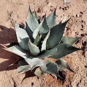 Agave Havardiana Seeds