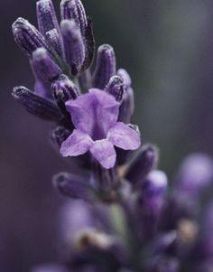 Mixology: Oils & Others for Controling Dry Locks Flower Delivery