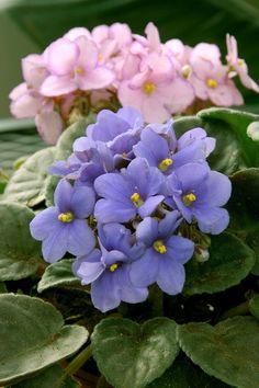 How to grow and care for African violets Flower Delivery