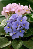 How to grow and care for African violets Flower Delivery