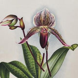 Cypripedium Wiertzianum - Original Large Antique Orchid Print 1880s - orchidaceae botanical botany plant flower linden orchidee white purple