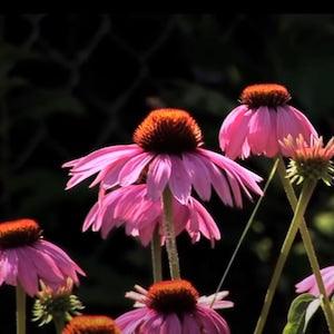 Purple Coneflower Seeds - Echinacea Purpurea Flower Plant Seeds - Flower Garden Seeds - Perennial Flower Seeds Canada