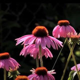 Purple Coneflower Seeds - Echinacea Purpurea Flower Plant Seeds - Flower Garden Seeds - Perennial Flower Seeds Canada