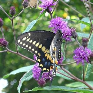 Common Ironweed (Vernonia fasciculata) Packet of 25 seeds with New!
