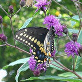 Common Ironweed (Vernonia fasciculata) Packet of 25 seeds with New!