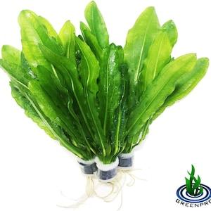 Greenpro Live Aquarium Plants Amazon Sword Echinodorus Martii Major for Decorations 3 Bundle Package Provides Healthy Environment